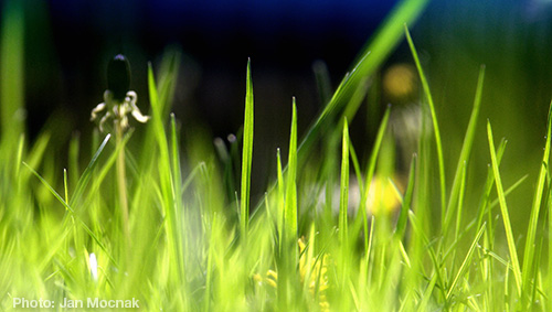 Grass-JanMocnak2