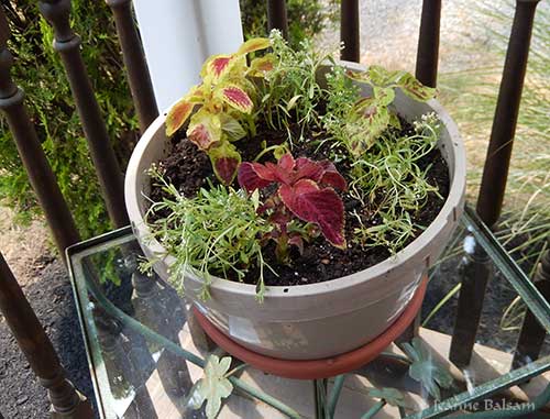 Flowers16-ColeusSweetAlyssum2