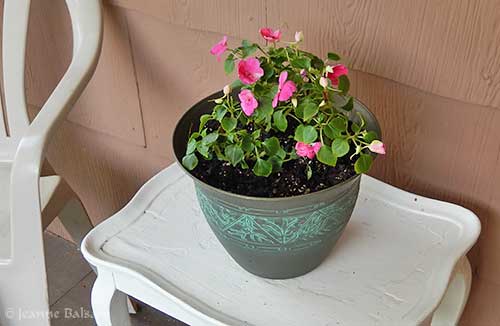 Flowers16-ImpatiensBack2