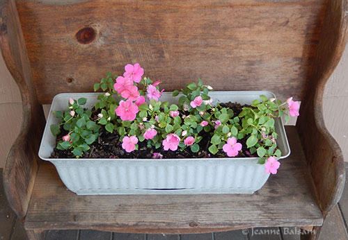 Flowers16-ImpatiensBench2