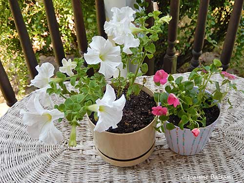 Flowers16-PetuniasImpatiens2