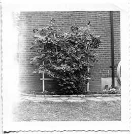 ClimbingRoses-1957-new