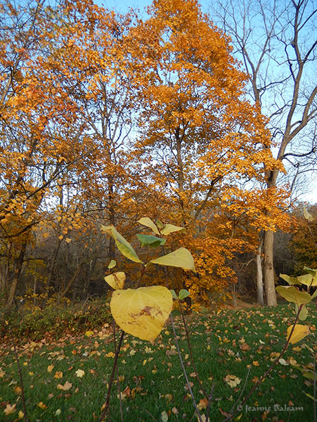 walknov5-leafandtrees2