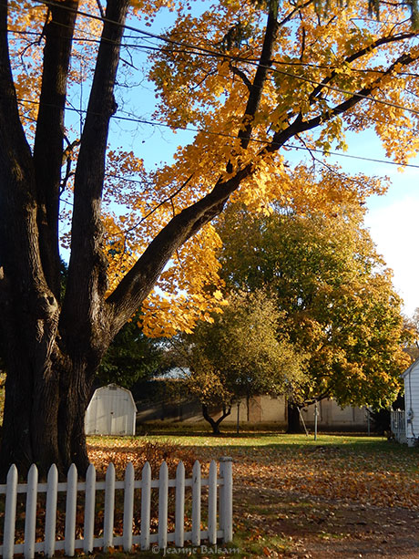 walknov5-picketfencew