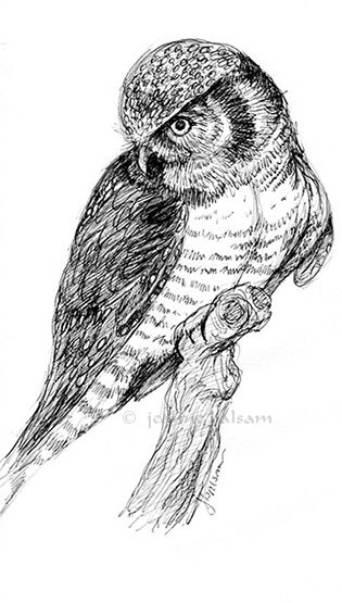 northernhawkowl-jbalsam2